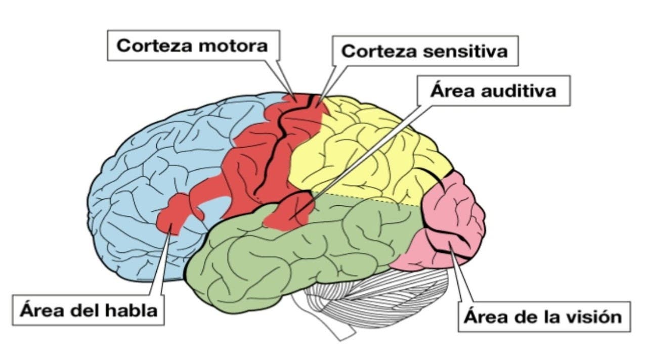 Enfermedad De Alzheimer Qu Es Causas S Ntomas Tratamiento Y