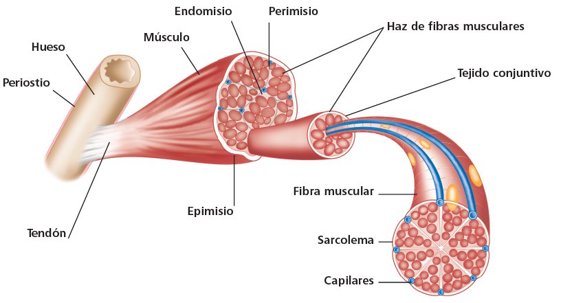 ¿De qué está formado el músculo?