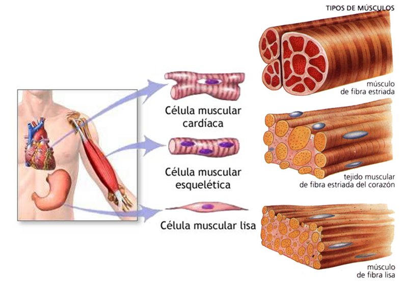 ¿De qué está formado el músculo?