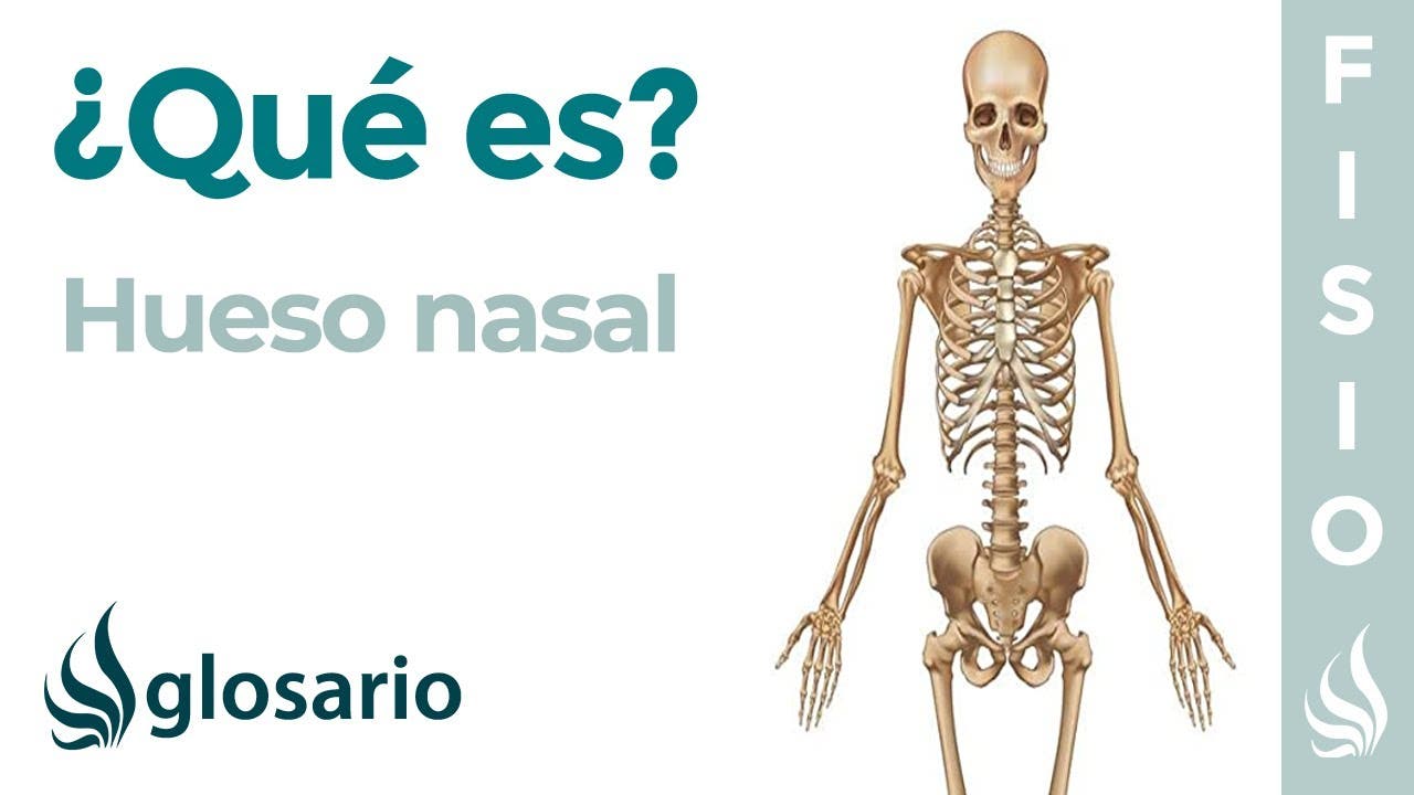 anatomía del cartílago de la nariz