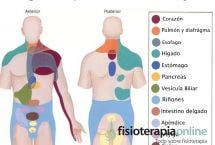 Lesiones Y Disfunciones Del Pie, Conoce A Los Principales Causantes ...