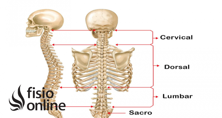 Columna vertebral  Qué es, dónde se encuentra, cuál es su función