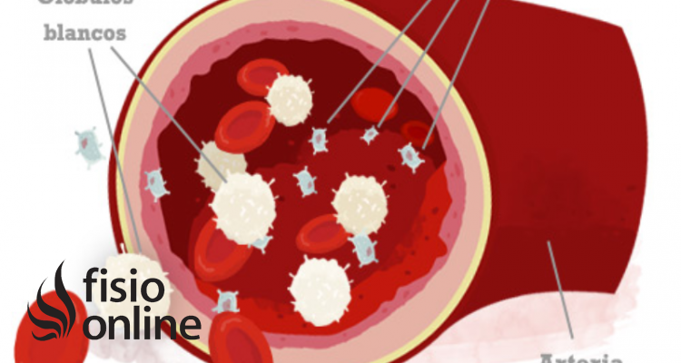 Leucocitos | Qué Son, Clasificación, Cómo Se Miden, Cómo Actúan Y Qué ...