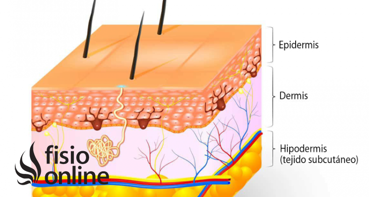 Capas De La Piel Del Cuerpo Humano