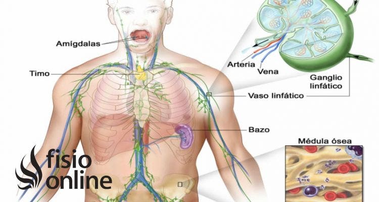 Drenaje linfatico discount de la cabeza