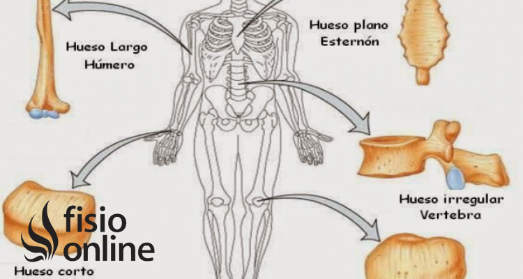 Huesos del CUERPO humano y sus nombres - con IMÁGENES y ESQUEMAS!