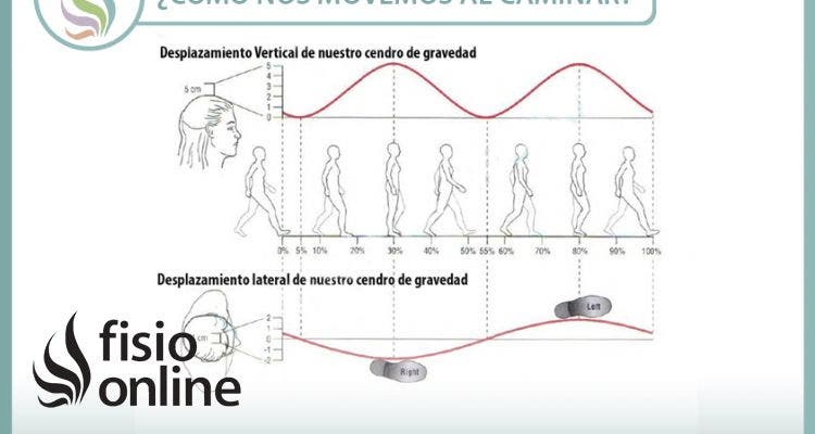 ¿Cómo caminamos? Variaciones del centro de gravedad al caminar