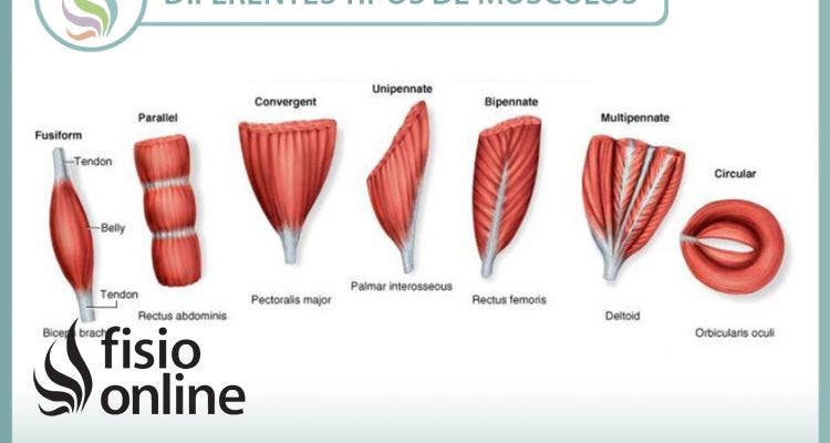 Conócete por dentro para encontrarte mejor por fuera, conoce los músculos y sus características