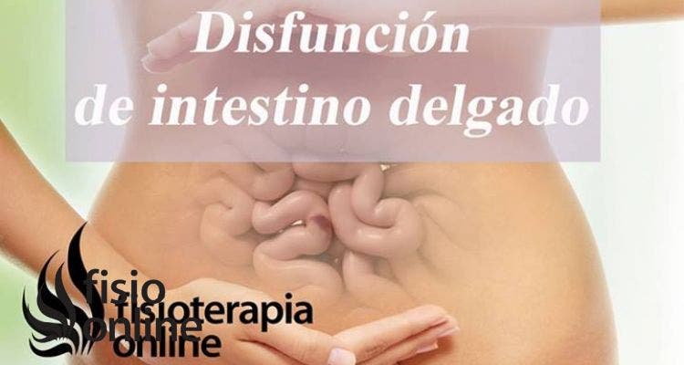 Disfunción de intestino delgado, o como el intestino puede influir en tu dolor de espalda