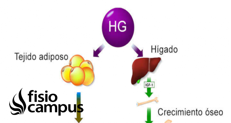 Hormona Del Crecimiento | Qué Es, Qué órgano La Segrega, Efectos, En ...