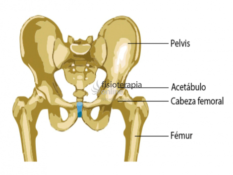 Coxofemoral | Qué Es, Tipo De Articulación, Movimientos, Cómo Funciona ...