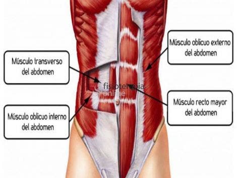 Oblicuo interno del abdomen