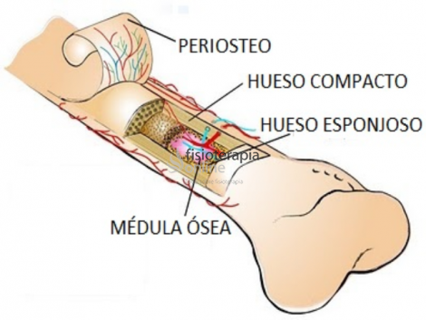 Está cubierto por un tejido conectivo llamado periostio.