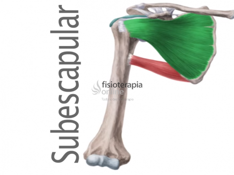 Subescapular | Qué Es, Cómo Estirar Y Trabajar, Origen, Inserción ...