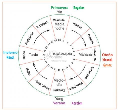 Reloj biologico 2024 del cuerpo humano