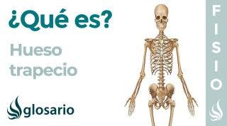 Hueso TRAPECIO | Qué es, significado, dónde queda, función y lesiones