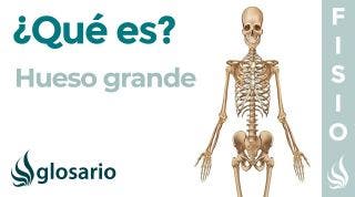 Hueso GRANDE | Qué es, significado, dónde está, función y lesiones