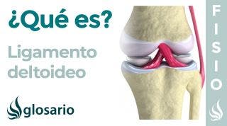 LIGAMENTO DELTOIDEO | Qué es, ubicación, origen, inserción, función y lesiones