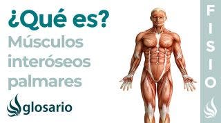 Músculo INTERÓSEOS PALMARES | Qué son, ubicación, origen, inserción, inervación y función