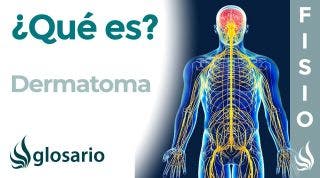 DERMATOMA | Qué es, cuál es su función, importancia y ubicación