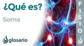 SOMA | Qué es, dónde se encuentra, cuál es función e importancia para las neuronas