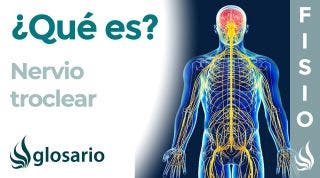 NERVIO TROCLEAR | Qué es, dónde se origina, recorrido, ramificaciones, qué zonas inerva y lesiones