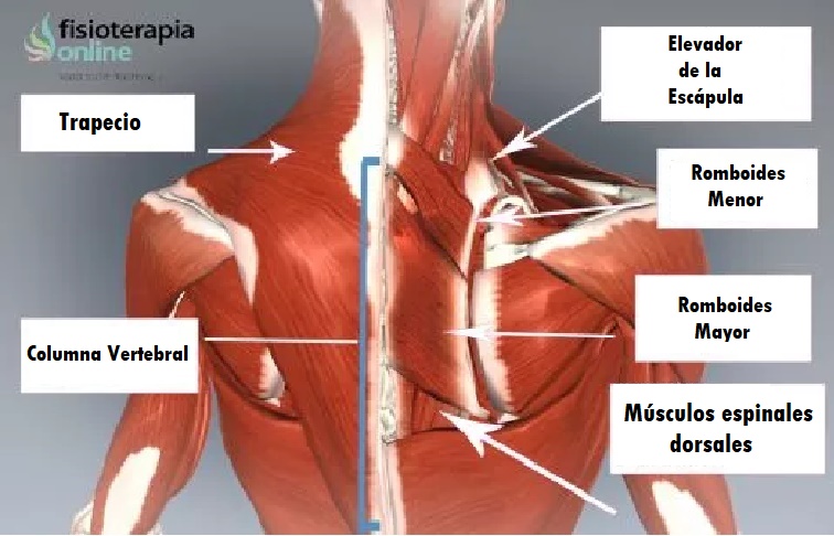 Contractura muscular en la espalda baja, media y alta: síntomas, causas -  Quintana Massages